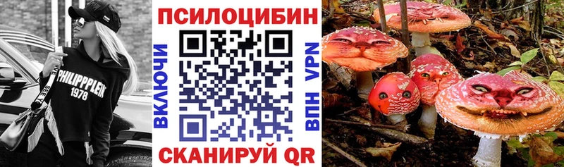 Купить закладки  Шацк  Псилоцибиновые грибы мицелий 